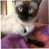 Ruluti Rhinestones Cat Collar - Gold Chain view 3