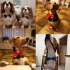YUANstore Dog Collar with Bowtie view 2