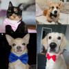 YUANstore Dog Collar with Bowtie view 3