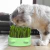Hemousy Cat Grass Plant Tray view 3