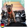 DEY - Premium Dog Collar Air Mesh | Adjustable | for Small, Medium & Large Dogs | Various Colors & Sizes | Dog & Cat Collar | Puppy Collar | Green, XS view 2