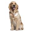African Savanna Zebra Chiffon Dog Bandanas, 2-Pack view 2