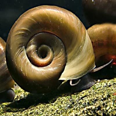 Brown Ramshorn Snail - Planorbella duryi duryi