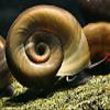 Brown Ramshorn Snail - Planorbella duryi duryi view 1