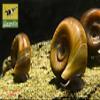 Brown Ramshorn Snail - Planorbella duryi duryi view 2