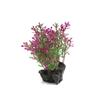 Ruilogod Artificial Purple Leaf Plant Ornament for Fish Tank, 10 x 3 x 11 cm view 1