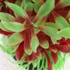 Ruilogod Aquarium Fish Bowl Artificial Grass Decor 12x14cm 3 Pieces view 3