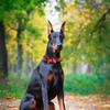 Ecloud Shop Red Adjustable PU Dog Collar view 2