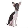 haoyueer Rhinestone PU Leather Collar for Dogs and Cats, Size S, Pink view 4
