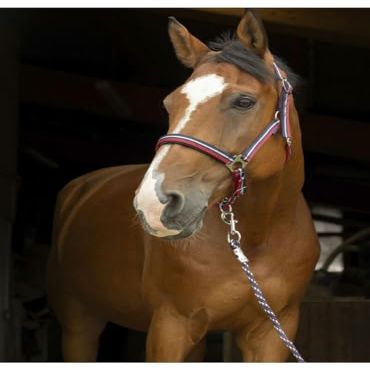 Symantec Norton Brillant Horse Halter