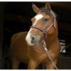 Symantec Norton Brillant Horse Halter view 1