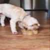 Rosewood Wooden Pet Food Bowl with Paw Print, 600 ml view 3