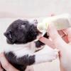 Pet Bottle Travel Drinker Kit 60ml view 3