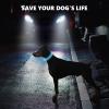 LED Dog Collar with Rechargeable Light, Adjustable with 3 Modes, Blue view 3