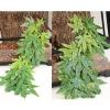 Artificial Aquarium Plants - Leaf Simulation view 2
