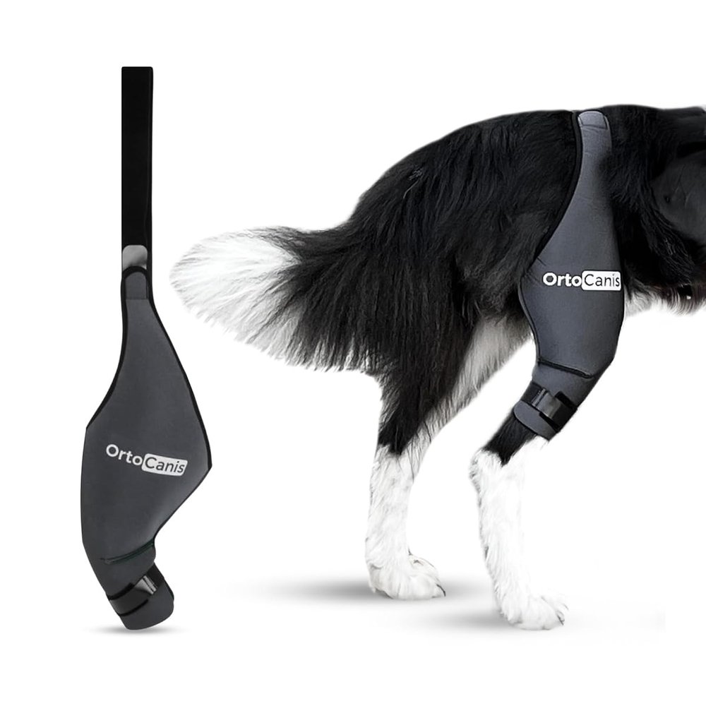 Ortocanis Dog Knee Brace for the Right Hind Leg - Neoprene ARD - For Cruciate Ligament Tears, Ligament Injuries, Patellar Luxation or Osteoarthritis - Size XX-Large (16.5–18 in)