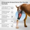 Ortocanis Dog Knee Brace for the Right Hind Leg - Neoprene ARD - For Cruciate Ligament Tears, Ligament Injuries, Patellar Luxation or Osteoarthritis - Size XX-Large (16.5–18 in) view 2