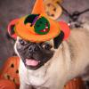 Cheysrae JYFanse Halloween Pet Cone Hat view 3