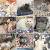 SHUIZONG Waterproof Pet Blanket view 3