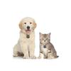 Personalized Stainless Steel Pet ID Tag, Rose Gold, 29 x 27 mm view 4