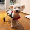 Samnuerly Dog Wheelchair for Disabled Hind Legs, Aluminum Pet Rehabilitation Walker, Adjustable Dog Mobility Aid, Size M view 3