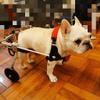 Samnuerly Dog Wheelchair for Disabled Hind Legs, Aluminum Pet Rehabilitation Walker, Adjustable Dog Mobility Aid, Size M view 4