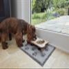 Turtle Mat Paws Gray 40 x 60 cm, Indoor, Washable view 3