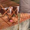 Orange Plastic Garden Fence Poultry Netting with Small Mesh for Cats, Dogs, Rabbits and Ducks, 10/15/20/25 m Long (1.2 × 40 m) view 2
