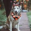 Yeeda Halloween Dog Bandana view 3