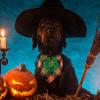 Yeeda Halloween Dog Bandana view 4