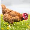 Fituenly Chicken Helmet view 3