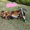 KROITY Adjustable 2-Wheel Dog Wheelchair for Rear-Leg Support view 3