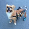 KROITY Adjustable 2-Wheel Dog Wheelchair for Rear-Leg Support view 4