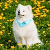 2-Pack Dog Bandanas for Small, Medium, and Large Dogs and Cats view 2