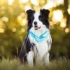 2-Pack Dog Bandanas for Small, Medium, and Large Dogs and Cats view 3