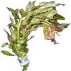 Hygrophila polysperma Sunset Rosanervig view 1