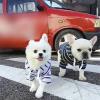 URYYRIT Dog Hoodie, Blue and Yellow, XL view 3