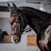 Sunride SQ Fly Veil – Dampens Ambient Noise, Protects from Insects, Easy-Care (Pony, Black/Red) view 2