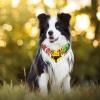 Washable Dog Bandanas, 2-Pack, for Small to Large Dogs, Puppies and Cats view 3