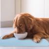 Amesor Dog Feeding Mat - Silicone Pet Bowl Mat view 2