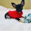 Warm Knitted Dog Sweater for Small and Medium Dogs and Cats view 4
