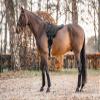 Equinate Harper Pony Bareback Riding Pad, Black Synthetic Suede view 4