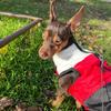 FUNZE Warm Windproof Winter Coat for Small Dogs view 3