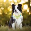Washable Dog Bandanas for Small to Large Dogs, Puppies and Cats, Vintage Periodic Table, 2-Pack view 3