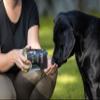 Stiefel Plant Charcoal for Dogs, 100% Pure Plant Charcoal, Supports Healthy Digestion, 50g view 3