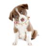 BCOATH Pet Necklace with Adjustable Design and Decorative Beads view 2