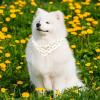 2-Piece Floral Dog Bandanas, Washable view 2
