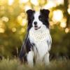 2-Piece Floral Dog Bandanas, Washable view 3