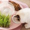ACSUZ Automatic Drinking and Feeding Bowl for Dogs and Cats, B Powder view 2