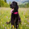 Buddypack Wide, Softly Padded Dog Collar (Pink-Black, M/L) view 2